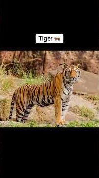 What animals look like without necks