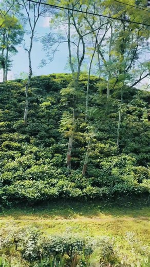 Exploring Sylhet: A Perfect Tour Guide