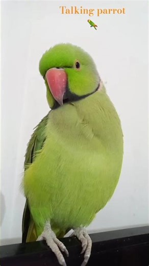 my parrot saying something #parrot #nonstoptalkingparrot