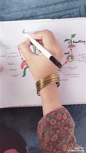 Draw with me..Reproduction in plants