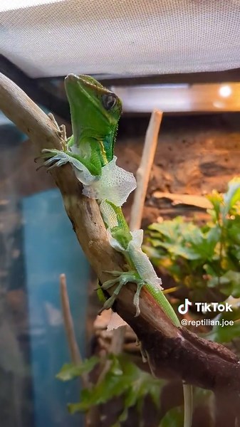 Cuban knight anole eating his shed 😋#reptilesoftiktok #primevalpets #cubanknightanole