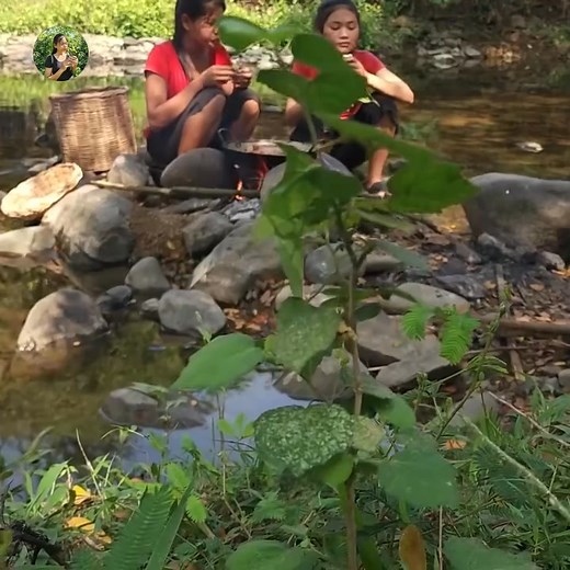 Yummy Pork Stomach Cooking with red ant for lunch Part 9 | Natural Food in Jungle