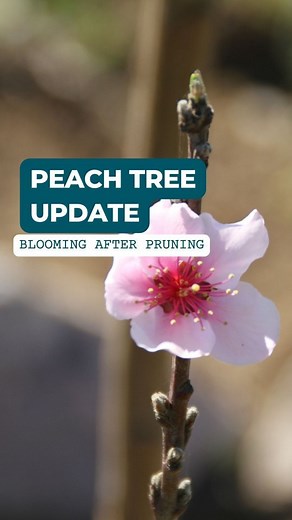 Peach tree update! After a hard prune, she's happy and blooming! . #pruning #peachtree #orchard #blooms #peaches #spring #homegrown #peach | Stark Bro's Nurseries