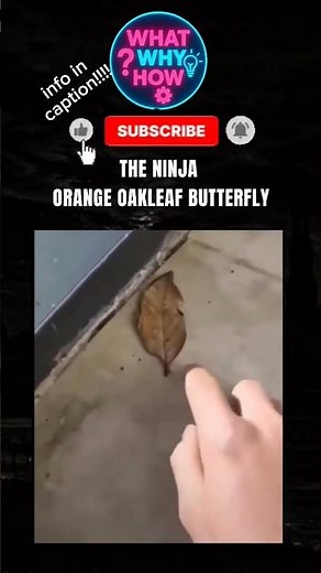 BUTTERFLY OR NINJA 😱 | What Why How #shorts #facts