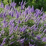Texas Lilac Vitex: A Hot Summer "Texas Superstar" Plant - Urban Program Bexar County