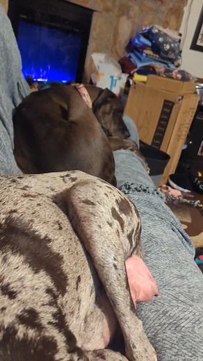 Just a relaxing night on the new couch with all my babies! | Kelly Johnson