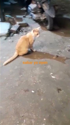 #cat #catshorts #catlife #kucing #oyen