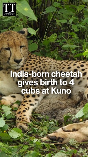India-born Cheetah Gives Birth to 4 Cubs at Kuno Park #kunonationalpark #cheetah #cheetahproject
