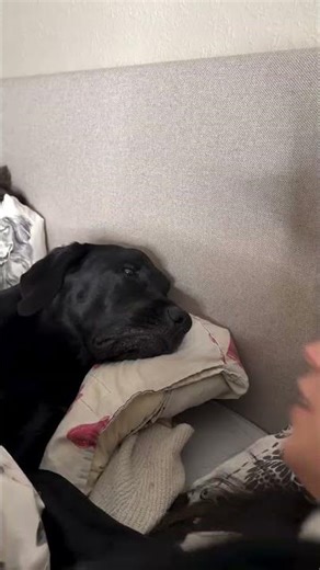 Good night to my husband VS my dog ❤️ #dogvideos #dogshorts #funnydogs