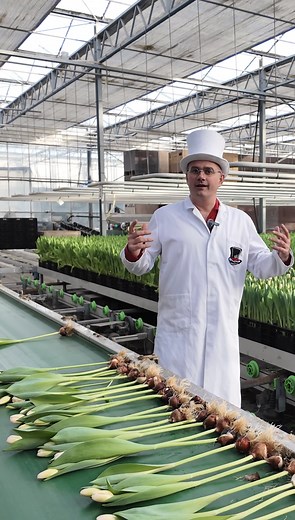 Do you love tulips?🌷 oh, it’s hard not to! But do you know how they grow in the nursery before getting into your bouquet? Doctor van Bloom will tell you all about it, and you’ll be definitely surprised! #doctorvanbloom #smitflowers #tulips #tulipfarm #tulipseason #tulipfestival #tulip #tulipfields #tulipani #tulp #tulpen #flowerfewer #flowergeek #tuliplover #tulips🌷 #tulipfields #tulipa #tulipsofinstagram | Flower Circus