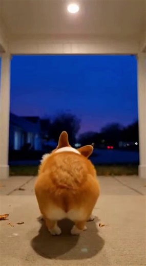 🍑 🤣When your corgi comes with built-in wiggle engine#dreamface #funnyvideos #dogsoftiktok #cute #ai