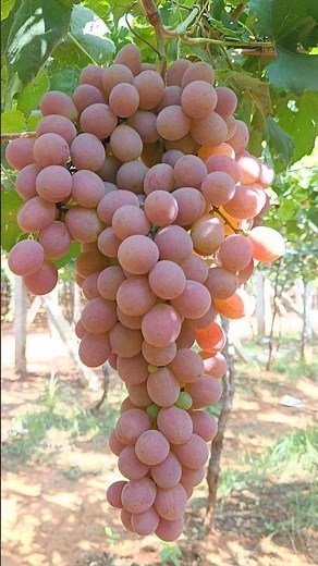 Grape Harvest Season = Happiness! 🍇