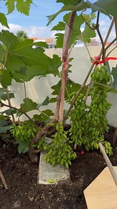 Academic Grape variety🔥🍇 #vineyard | FAjar Hambali