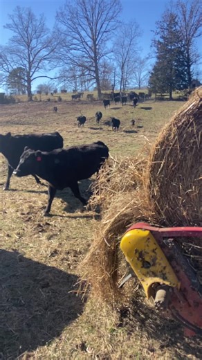 #ranching | ranch work