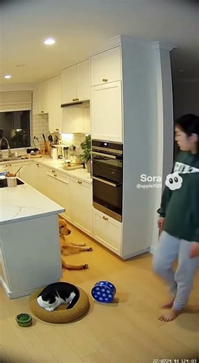 COOKIE HEIST FAIL! The cat was pointing at the dog WITH ITS EYES! 👁️👉🐕