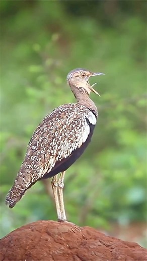 Different types of birds #birds #animals #foryoupage