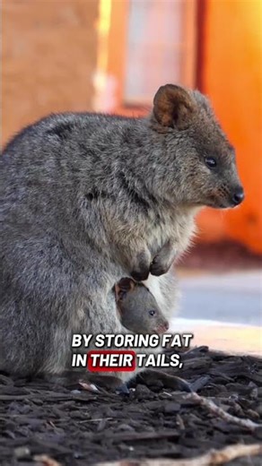 The World’s Cutest Animal Has a Survival Secret | Quokka Science #stem #quokka #science