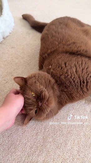 Brown British Shorthair Cats: Playful and Adorable
