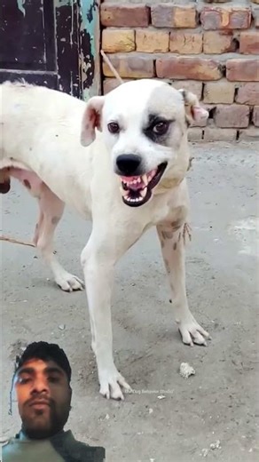 aggressive dog | dangerous dog | dogbite #shorts