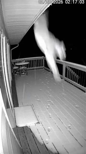 Mountain Lion Porch Incident – IR Cam FootageFormat: 9:16 Vertical | 720p | One Continuous Shot |
