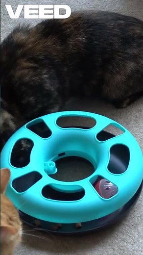 Training Your Cat for Agility Challenges? 🐾 | Feline Fitness Fun!