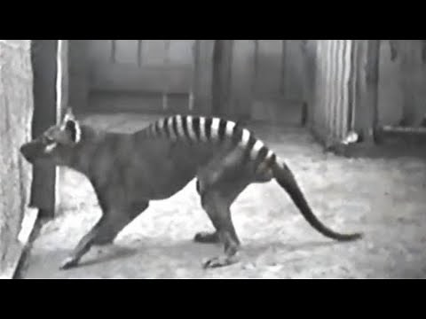 Rari Filmati di Animali Estinti