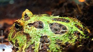 Breathing and body movements of a toad in earthen mud Stock Video