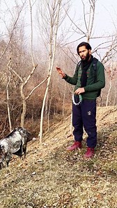 "Shepherd's Shield: Safeguarding Our Canine Companions from Leopard Threats" | Wild frame