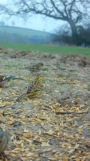 It’s the RSPB Big Garden Birdwatch this weekend 🐦 The UK’s biggest citizen science wildlife survey, helping us understand how our garden birds are doing right now. From yellowhammers to chaffinches, we’re lucky to see so many species around Symondsbury Estate. 💚 Will you be taking part? | Symondsbury Estate