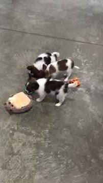 Papillon Puppies for Sale