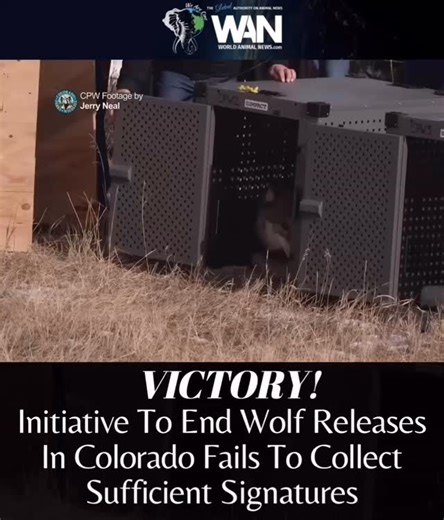 13K views · 251 reactions | An anti-wolf ballot measure, known as...