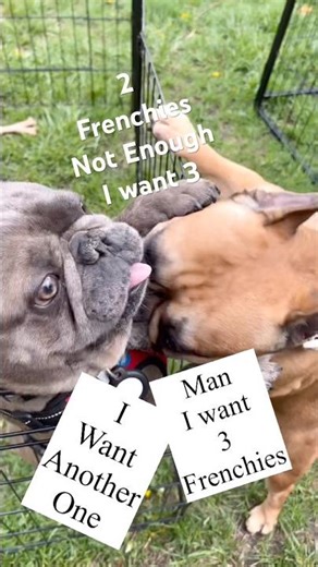 WHEN 2 FRENCHIES IS NOT ENOUGH I WANT 3 FRENCH BULLDOGS #frenchbulldog #frenchies #frenchielovers