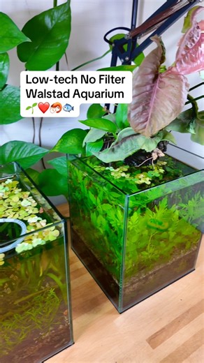 Low-tech No Filter Aquarium Walstad Aquarium with Pink Syngonium and Pothos ❤️🌱🦐🐟 ~ This is a low-tech, no-filter Walstad-style aquarium that relies on dense plant growth to naturally purify the water and supply oxygen. Keeping a high ratio of plants to livestock is essential, abundant plants absorb waste and maintain water quality, while a lighter bioload helps prevent excess nutrient buildup. ~ About this aquarium: ~ Substrates: Potting mix capped with aquarium sand ~ Inhabitants in this aq