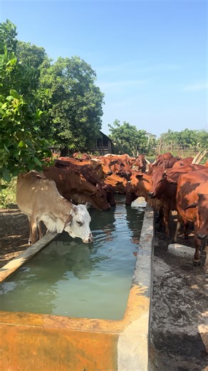 Volcano Boran (@volcano_boran)’s videos with original sound - 𝐎𝐥𝐞𝐥𝐥𝐚𝐡 𝐃𝐢𝐜𝐤𝐞𝐧𝐬