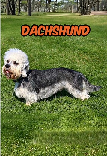 Meet the Dandie Dinmont Terrier: A Unique Dog Breed
