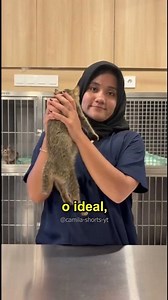 Como pegar um gato 🐱 #curiosidades