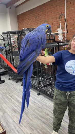 Grooming Day at ⭐️ Parrot Stars ⭐️