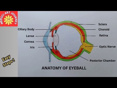 How to Draw Human Eyeball Anatomy/ Step by Step /Labeled Diagram for Students