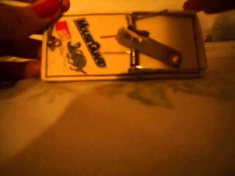How To Set and Reset a Standard Mousetrap