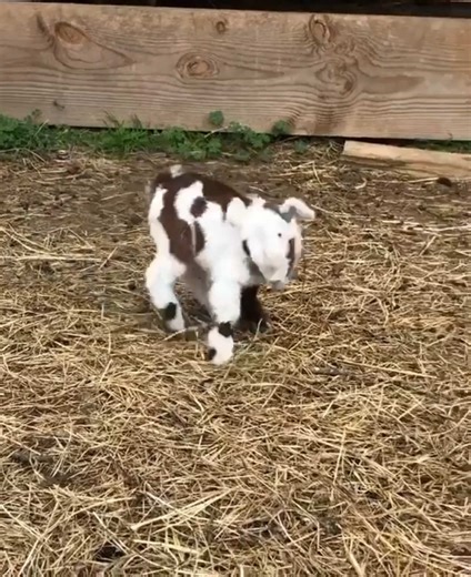 The happy little lamb 😊#cute #baby #lamb #babygoat #babygoats | baby goats