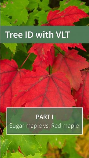 Red or sugar maple? Quick ID tips