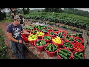 WE HAD ONE OF OUR BEST DAYS ON THE VEGETABLE FARM
