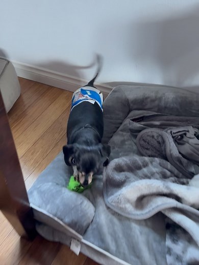 Portland Dachshund Rescue, Inc. on Reels