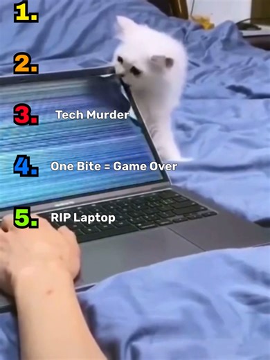 When Cats Attack Screens! Cats saw moving pixels… and chose violence. From screen chomps and surprise pounces to full-on laptop ambushes, these cats prove that no piece of technology is safe from curiosity, teeth, and zero impulse control. Which attack was the most brutal? 😼 Rate each clip, comment your favorite, and follow for more ranked cat chaos. 👍 Like 💬 Comment 🔔 Subscribe for daily rankings #catshorts #funnycats #catfails #catsvstech #laptopcats #catreactions #viral cats #petfails #yo