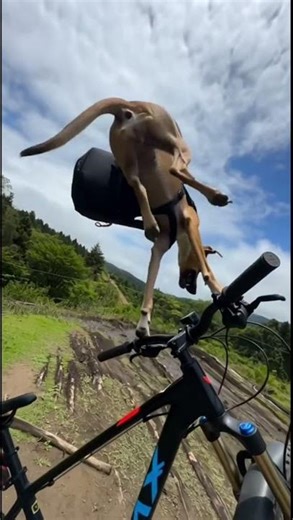 dog backflip🤯