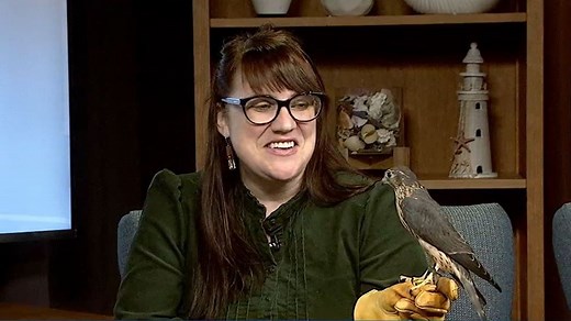 Center for Wildlife: Maeve the merlin falcon