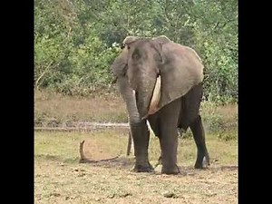 The 1000 ImageNet Categories inside of BigGAN