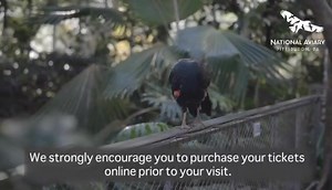 1.2K views · 51 reactions | The National Aviary is reopening ‪July 1st‬ with new immersive experiences! Watch this special video message and learn more about planning your visit. https://www.aviary.org/plan-your-visit | National Aviary | Facebook