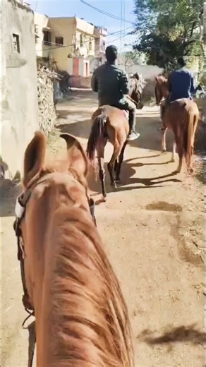 #horselove Safari Mod ￼￼ on at Jhilwada Stud Farm Near Charbhujaji "अरावली की गोद मे"