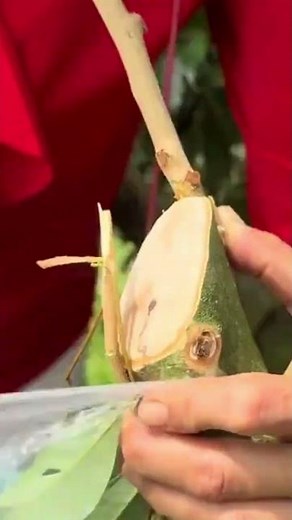 The process of connecting branches to a piece of tree trunk is simple and easy to wrap.